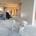 A tomar en cuenta. Los  problemas de comportamiento en perros y gatos son comunes. De hecho, ellos son la razón más común que conduce al abandono de mascotas.