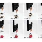 Captura del proceso.