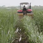 Labor.- Un agricultor trabaja en un cultivo de caña de azúcar.