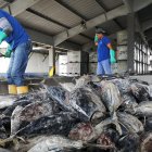 Labor. Dos personas que trabajan en el sector de la pesca de atún.