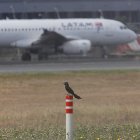 Aeropuerto. En la pista de aterrizaje se observan algunas clases de aves que merodean a lo largo del sitio.