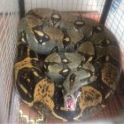 La especie era trasladada en un cartón por una mujer que manejaba un vehículo