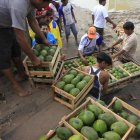 Comercio.- Uno de los productos agrícolas que más exporta Perú es el aguacate.