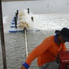 Además de las bombas, el diésel es usado en sistemas de aireación en piscinas camaroneras.