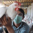 Granja.- Se mantiene el monitoreo de las aves.