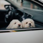 Más de 1 de cada 4 de encuestados que llevaban a su perro sin protección admiten que su mascota había asomado la cabeza por la ventana (26 por ciento).