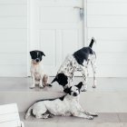 Cuándo. Es complejo predecir cuándo va a tener lugar el primer celo. Como dato previsto, entre los seis y los nueve meses de edad.