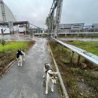 Perros de Chernóbil en el entorno de la Nueva Estructura de Confinamiento Segura, que se construyó para contener la radiactividad de la explosión del reactor cuatro.