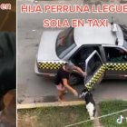 En tiktok se volvió viral la historia de esta perrita que había desaparecido, pero finalmente volvió a su hogar abordo de un taxi.