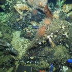 Fotografía cedida por la Fundación Charles Darwin de un inmenso, antiguo y prístino arrecife de coral en las profundidades de la reserva marina de las Islas Galápagos.