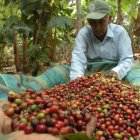 Cosecha. Un agricultor, en Ecuador, trabaja en la recolección de los granos de café en su hacienda.