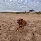 Sus seguidores lo conocen como el cuidador de tortugas mexicano.