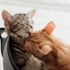 Muy aseados. A los gatos les encanta dormir y estar limpios. Desafortunadamente, la devoción al arreglo de estos felinos tiene un gran enemigo: las bolas de pelo.