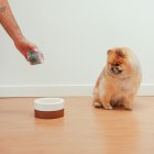 Atención. Ocurre como con los bebés. No hay opción mejor que la otra, pero es importante que todos los días cene a la misma hora.