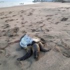 Situación. La muerte de tortugas se viene dando de manera reiterativa.