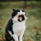 Situación. Las bolas de pelo en gatos son un problema muy común, teniendo en cuenta la obsesión de los mininos por mantenerse limpios.