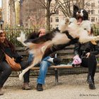 El fotógrafo urbano Chris Porsz, participa en los premios Comedy Pet Photo Awards 2023 con la intención también de encontrar a los dueños del perro que fotografío en un parque de Nueva York.