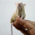 Estudio. Investigador observa una rata de laboratorio.