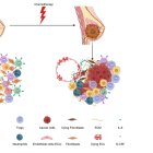 Un equipo internacional de investigadores ha demostrado cómo la quimioterapia despierta células cancerosas latentes (a la izquierda), lo que provoca el crecimiento del tumor (a la derecha).