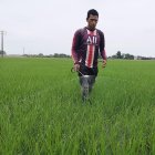 Cultivo. Agricultores trabajan en una siembra de arroz, el alimento se cosecha entre octubre y diciembre.