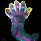 Investigación.- Patrón de expresión genética de una mano en formación. Crédito: Revista Nature