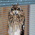 El búho campestre (Asio flammeus) llama la atención de los investigadores