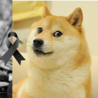 Kabosu se convirtió en uno de los animales más famosos de internet en 2010