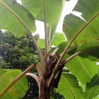 Cerca de 2.400 hectáreas de cultivos estarían infectadas en Los Ríos.