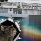Una rata mordió a una mujer en el hospital Teodoro Maldonado Carbo, en Guayaquil.