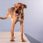 Sesión de fotos de animales rescatados que buscan segunda oportunidad