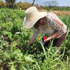 Se está investigando cultivos no tradicionales como el arándano y el tamarindo, con el objetivo de desarrollar la agricultura de traspatio.