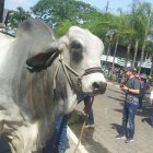 Concurso. A pesar de la coyuntura por la que pasa Ecuador, en este 2024 se mantendrá el concurso del mejor ganado. Se espera que la ciudadanía asista al evento.