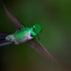 Archivo. Un colibrí desplegando sus alas.