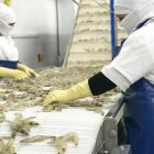 El camarón ecuatoriano no podrá exportarse a Brasil desde este 9 de diciembre.