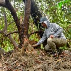 El mangle, avistado por Natalia Molina, tiene características exóticas. Es el primer registro en continente americano.