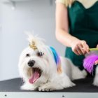 Tendencia. Según un estudio de Ecuador, seis de cada diez hogares tienen al menos una mascota.