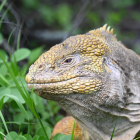 Iguana rosada de Galápagos.
