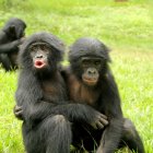 Un bonobo abraza a un compañero afligido durante un consuelo post-conflicto. Un estudio, llevado a cabo por psicólogos de la Universidad de Durham (Reino Unido) y recogido este viernes en la revista Evolution and Human Behavior, ha evidenciado que bonobos y chimpancés comparten el sentimiento de empatía que tenemos los humanos, con ligeras diferencias por especie a la hora de manifestarlo.Crédito: