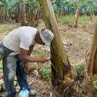 La provincia más afectada es Los Ríos, mientras que en Guayas se confirmó el único foco activo, ubicado en Tenguel.