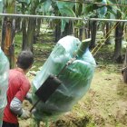 Una hacienda con cultivos de banano en Ecuador.