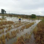 Un cultivo de arroz en Salitre que está inundado por las lluvias de junio de 2026