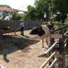 Las zonas ganaderas de la cuenca baja del Guayas se preparan para un escenario de inundaciones asociado a El Niño.