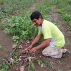 En fincas de la costa ecuatoriana, algunos productores llevan décadas aplicando bioinsumos a base de microorganismos en cultivos.