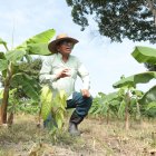 Colimes. Ingeniero agrónomo apuesta por un sistema agroforestal de cacao y plátano sobre un suelo antes destinado a la ganadería, un modelo acorde a las exigencias de la EUDR.