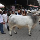 Exhibición de ejemplares de ganado durante la inauguración de la AgroExpo 2026