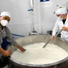 La preparación de un queso gouda de 120 kilogramos.