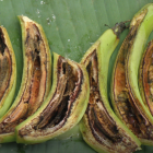 Marchitamiento bacteriano del plátano causado por la Ralstonia, una enfermedad que afecta el sistema vascular y provoca el marchitamiento progresivo de la planta.