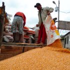 La compra de maíz que realizan las industrias en Ecuador.