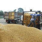 La industria de Ecuador lista para comprar la nueva cosecha de maíz.