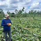 Uno de los cultivos afectados por los fuertes vientos que tumbaron las plantas de maíz, en la provincia de Los Ríos.